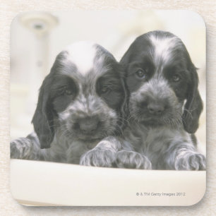 Englische Cocker spaniel ist eine Zucht des Untersetzer