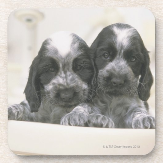 Englische Cocker spaniel ist eine Zucht des Untersetzer (Vorderseite)