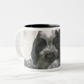 Englische Cocker spaniel ist eine Zucht des Zweifarbige Tasse (Vorderseite Links)