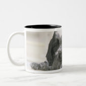 Englische Cocker spaniel ist eine Zucht des Zweifarbige Tasse (Links)