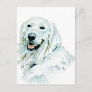 Englische Golden Retriever Postkarten