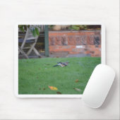 Englische Jay Mousepad (Mit Mouse)