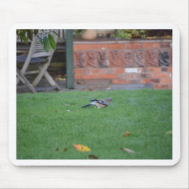 Englische Jay Mousepad