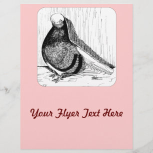 Englische Kurztaube 1978 Flyer