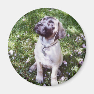 Englische Mastiff-Magneten Magnet