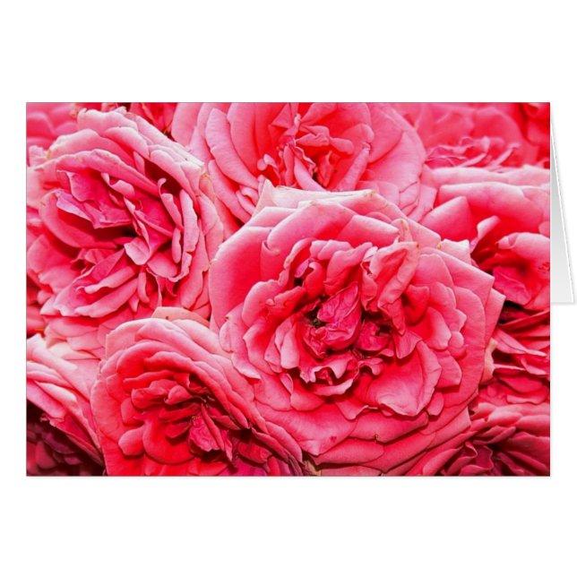 Englische Rose Bouquet (Vorderseite (Horizontal))
