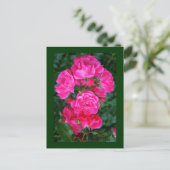 Englische Rose Postkarte (Stehend Vorderseite)