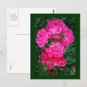 Englische Rose Postkarte (Vorne/Hinten)