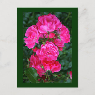 Englische Rose Postkarte