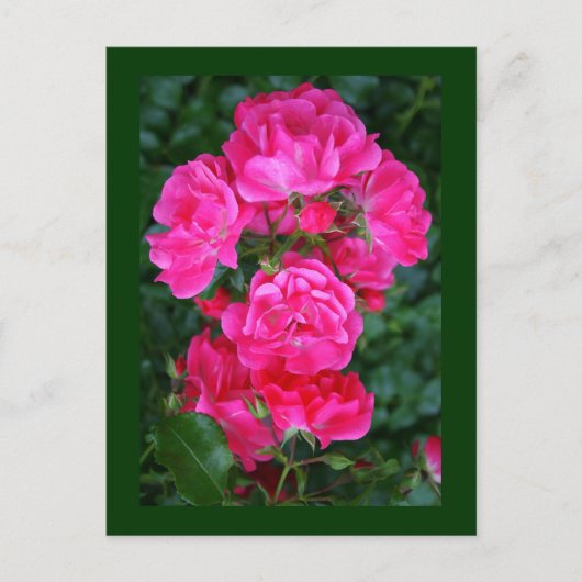 Englische Rose Postkarte (Vorderseite)