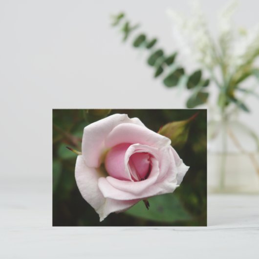 Englische Rose Postkarte (Stehend Vorderseite)