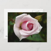 Englische Rose Postkarte (Vorne/Hinten)