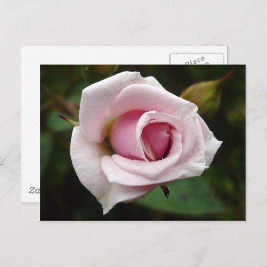 Englische Rose Postkarte (Vorne/Hinten)