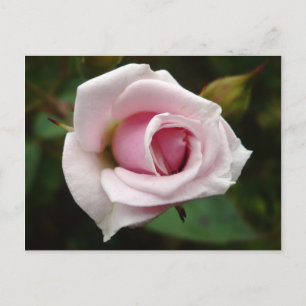 Englische Rose Postkarte