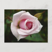 Englische Rose Postkarte (Vorderseite)