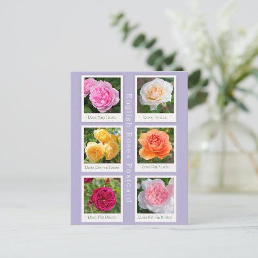 Englische Rose Postkarte (Stehend Vorderseite)