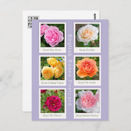 Englische Rose Postkarte (Vorne/Hinten)