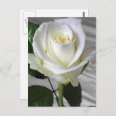 Englische Rose Postkarte (Vorne/Hinten)