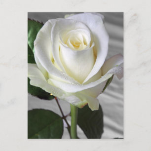 Englische Rose Postkarte