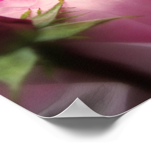 Englische Rose Rosa Poster (Ecke)