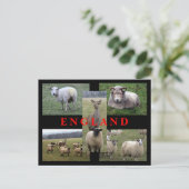 Englische Schaf-Szenen Postkarte (Stehend Vorderseite)