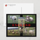 Englische Schaf-Szenen Postkarte (Vorne/Hinten)