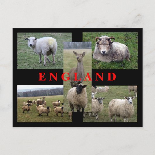 Englische Schaf-Szenen Postkarte (Vorderseite)