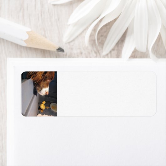 Englische Spanke (Insitu)