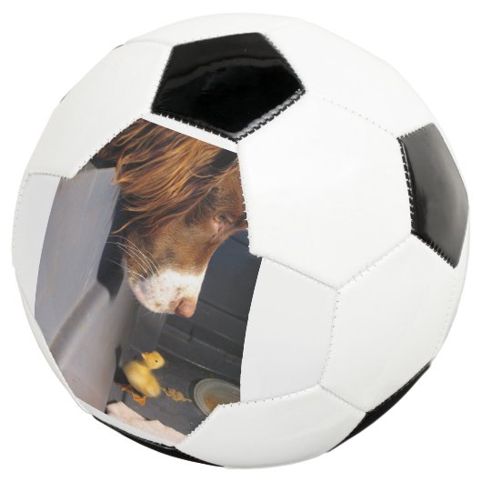 Englische Spanke Fußball (Dreiviertel)