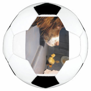 Englische Spanke Fußball