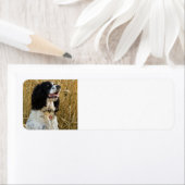englische springer spaniel in weizen.png (Insitu)