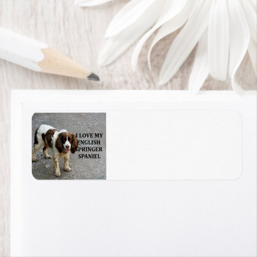 englische springer spaniel lw Liebe w picc (Insitu)