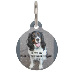englische springer spaniel Schwarz-weiß tan Liebe Tiermarke