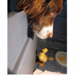 Englische Springspaniel w Duckling Fotoskulptur Schlüsselanhänger<br><div class="desc">e</div>