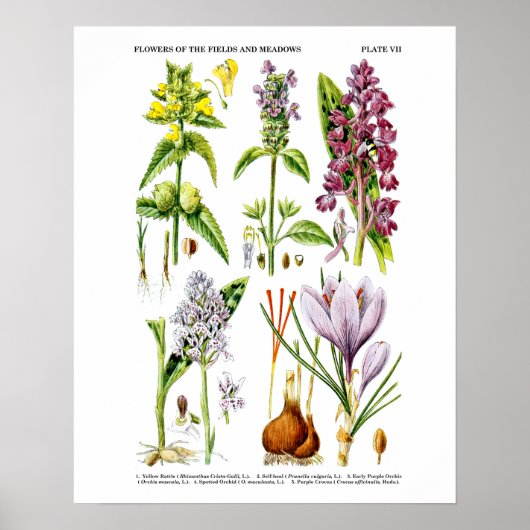 Englische Wildblume Art Print No. 10 Botanische Ku Poster (Vorne)