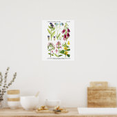 Englische Wildblume Art Prints No. 3 Botanische Ku Poster (Küche)