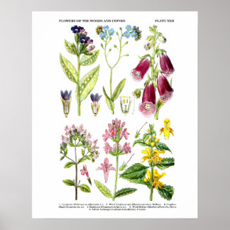 Englische Wildblume Art Prints No. 3 Botanische Ku Poster