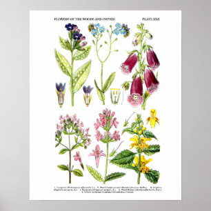 Englische Wildblume-Kunst druckt nein botanische Poster
