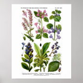Englische Wildblume Kunstdruckerei Nr. 8 Botanisch Poster (Vorne)