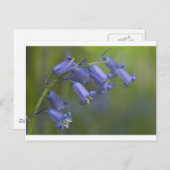 Englischer Bluebell Postkarte (Vorne/Hinten)