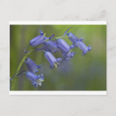 Englischer Bluebell Postkarte (Vorderseite)