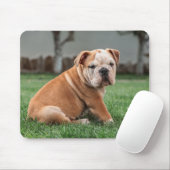 englischer Bulldog, Hund, süß Mousepad (Mit Mouse)