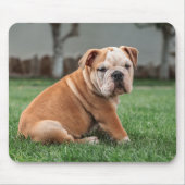 englischer Bulldog, Hund, süß Mousepad (Vorne)