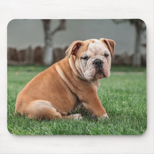 englischer Bulldog, Hund, süß Mousepad (Vorne)