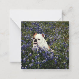 Englischer Bulldog in Texas Bluebonnets Note Card Mitteilungskarte