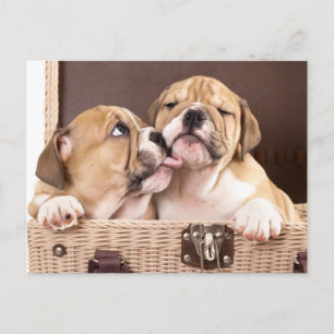 Englischer Bulldog Welpe Hund Postkarte