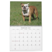 Englischer Bulldogge Kalender 2011 (Feb 2027)