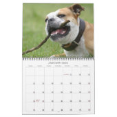 Englischer Bulldogge Kalender 2011 (Jan 2026)