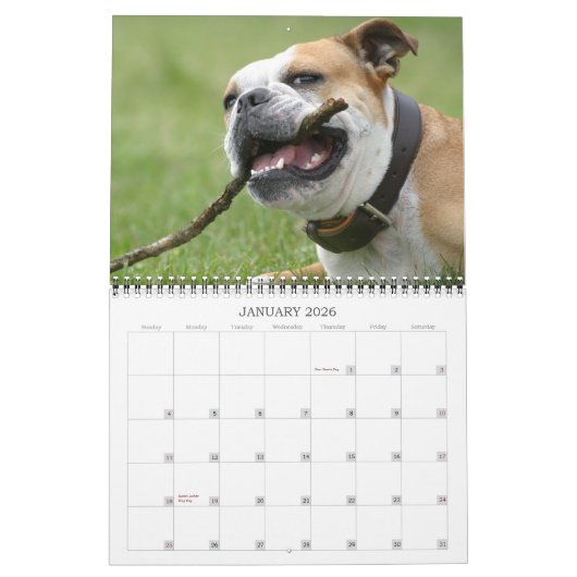 Englischer Bulldogge Kalender 2011 (Jan 2026)