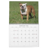 Englischer Bulldogge Kalender 2011 (Feb 2026)